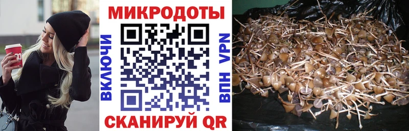 Галлюциногенные грибы Psilocybine cubensis Грайворон